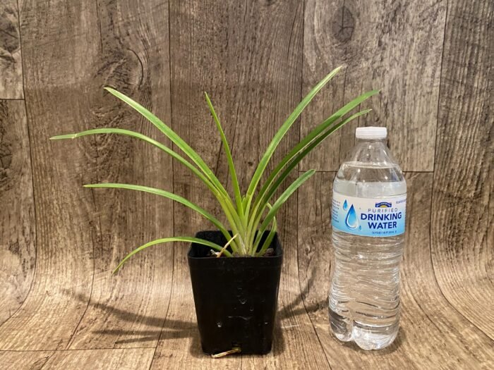 Cymbidium Rectum (3.5” pot) - Image 2
