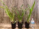 Cymbidium Prakai-Dao 'Orion' (4” Pot) - Image 3