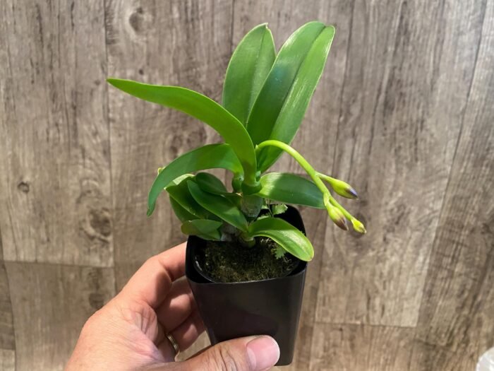 In Spike Caulocattleya Chantilly Lace 'Twinkle' (C. El Dorado Splash x Caularthron bicornutum) (2.25” Pot) - Image 3