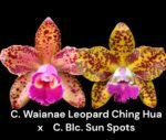 Rlc. Waianae Leopard ‘Ching Hua’ x Blc. Sun Spots 'Waiomao's Golden Leopard® Blooming Size (2” pot)