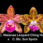 Rlc. Waianae Leopard ‘Ching Hua’ x Blc. Sun Spots 'Waiomao's Golden Leopard® Blooming Size (2” pot)