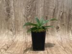 Paphiopedilum Pleasantry (2.5” pot) - Image 4