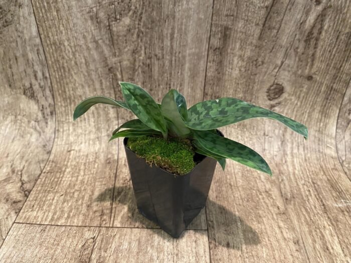 Paphiopedilum Pleasantry (2.5” pot) - Image 2
