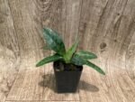 Paph. acmodontum x zieckianum (2” Pot) - Image 3
