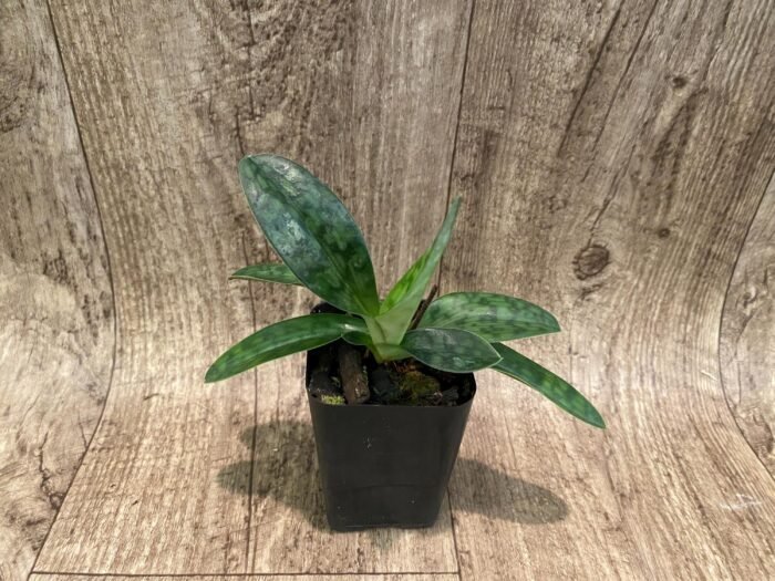 Paph. acmodontum x zieckianum (2” Pot) - Image 3