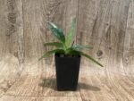 Paph. acmodontum x zieckianum (2” Pot) - Image 4