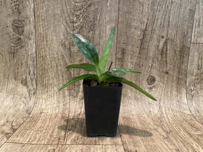 Paph. acmodontum x zieckianum (2” Pot) - Image 4