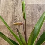 In Spike - Phrag. Demetria (sargentianum × caudatum var. warszewiczianum) (4.5" pot)