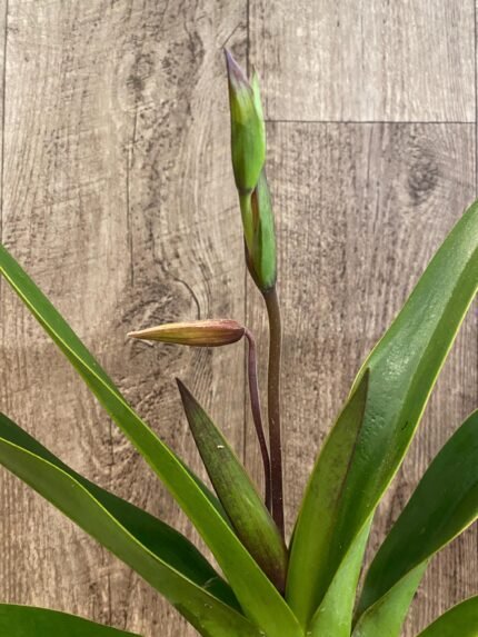 In Spike - Phrag. Demetria (sargentianum × caudatum var. warszewiczianum) (4.5" pot)