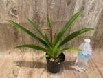 In Spike - Phrag. Demetria (sargentianum × caudatum var. warszewiczianum) (4.5" pot) - Image 3