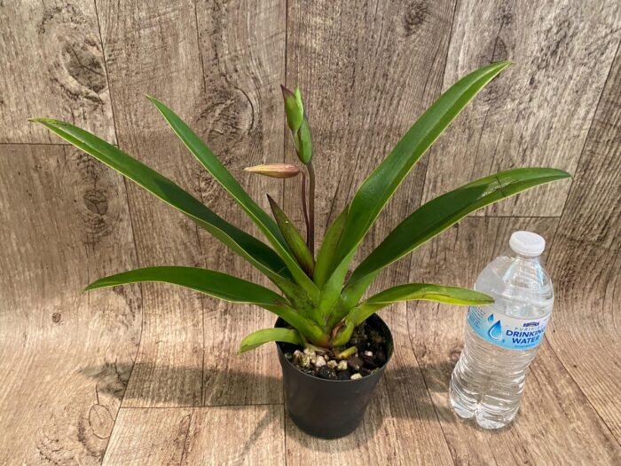 In Spike - Phrag. Demetria (sargentianum × caudatum var. warszewiczianum) (4.5" pot) - Image 3