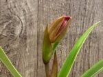 In Spike - Phrag QF Malia × Twiight 'Rising Rocket' (4.5" pot)