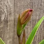 In Spike - Phrag QF Malia × Twiight 'Rising Rocket' (4.5" pot)