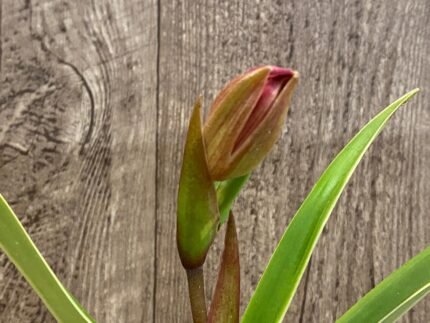 In Spike - Phrag QF Malia × Twiight 'Rising Rocket' (4.5" pot)