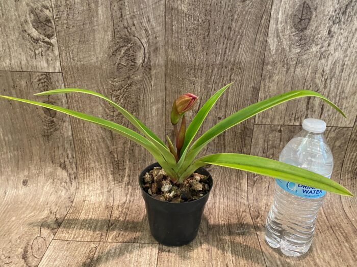 In Spike - Phrag QF Malia × Twiight 'Rising Rocket' (4.5" pot) - Image 3