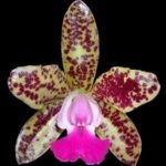 Cattleya Green Emerald Orchid Queen (3.5” pot)