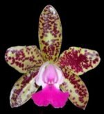 Cattleya Green Emerald Orchid Queen (3.5” pot)