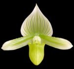 In Spike - Paph. Spring Citron 'Big Brother' × Paph. Hualalai 'Dark Stripes' (3.5” pot)