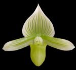 In Spike - Paph. Spring Citron 'Big Brother' × Paph. Hualalai 'Dark Stripes' (3.5” pot) - Image 2