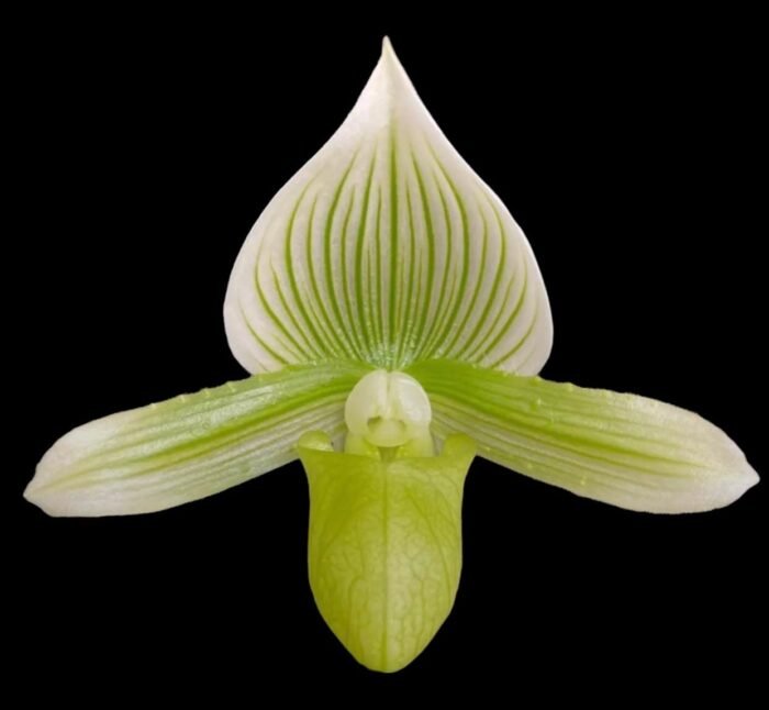 In Spike - Paph. Spring Citron 'Big Brother' × Paph. Hualalai 'Dark Stripes' (3.5” pot) - Image 2