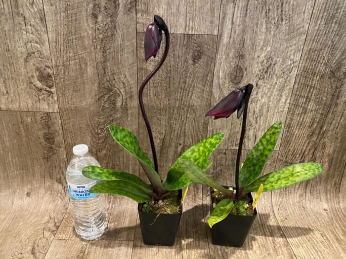 In Spike Paph. (Hsinying Web x Voodoo Kitty) 'Black Whiskers' x Paph. Mem. Serafin Perez '2020' (3.5” pot) - Image 4