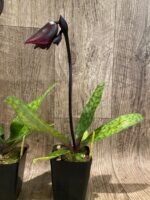 In Spike Paph. (Hsinying Web x Voodoo Kitty) 'Black Whiskers' x Paph. Mem. Serafin Perez '2020' (3.5” pot) - Image 7