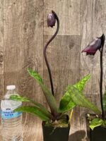 In Spike Paph. (Hsinying Web x Voodoo Kitty) 'Black Whiskers' x Paph. Mem. Serafin Perez '2020' (3.5” pot) - Image 6