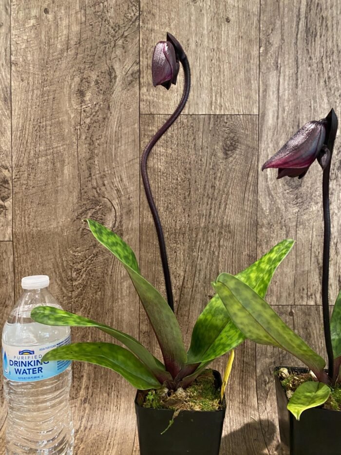 In Spike Paph. (Hsinying Web x Voodoo Kitty) 'Black Whiskers' x Paph. Mem. Serafin Perez '2020' (3.5” pot) - Image 6