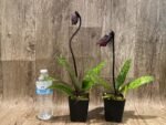 In Spike Paph. (Hsinying Web x Voodoo Kitty) 'Black Whiskers' x Paph. Mem. Serafin Perez '2020' (3.5” pot) - Image 3