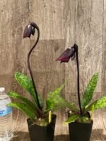 In Spike Paph. (Hsinying Web x Voodoo Kitty) 'Black Whiskers' x Paph. Mem. Serafin Perez '2020' (3.5” pot) - Image 5