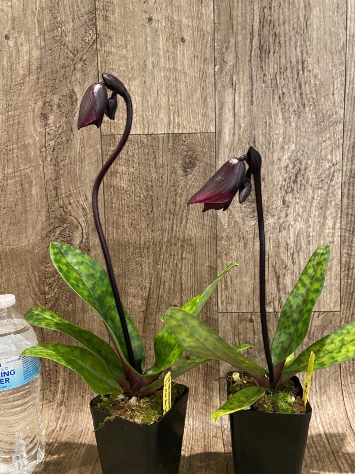 In Spike Paph. (Hsinying Web x Voodoo Kitty) 'Black Whiskers' x Paph. Mem. Serafin Perez '2020' (3.5” pot) - Image 5