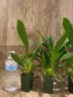 Double Spikes Vuylstekeara Melissa Brianne ‘Dark’ (2” Pot) - Image 6
