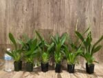 Double Spikes Vuylstekeara Melissa Brianne ‘Dark’ (2” Pot) - Image 8