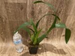 Banfieldara Gilded Tower 'Mystic Maze' (3.5" pot) - Image 8