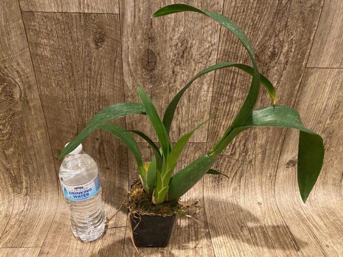 Banfieldara Gilded Tower 'Mystic Maze' (3.5" pot) - Image 8