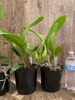 In Sheath Rth. Fu Shu Glory 'Happy Holiday' (5” pot) - Image 8