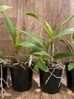 In Sheath Rth. Fu Shu Glory 'Happy Holiday' (5” pot) - Image 7