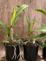 In Sheath Rth. Fu Shu Glory 'Happy Holiday' (5” pot) - Image 9