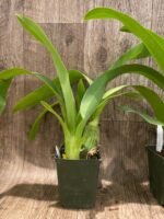 Arthurara Sea Snake ‘Unforgettable’ (3.5” pot) - Image 7