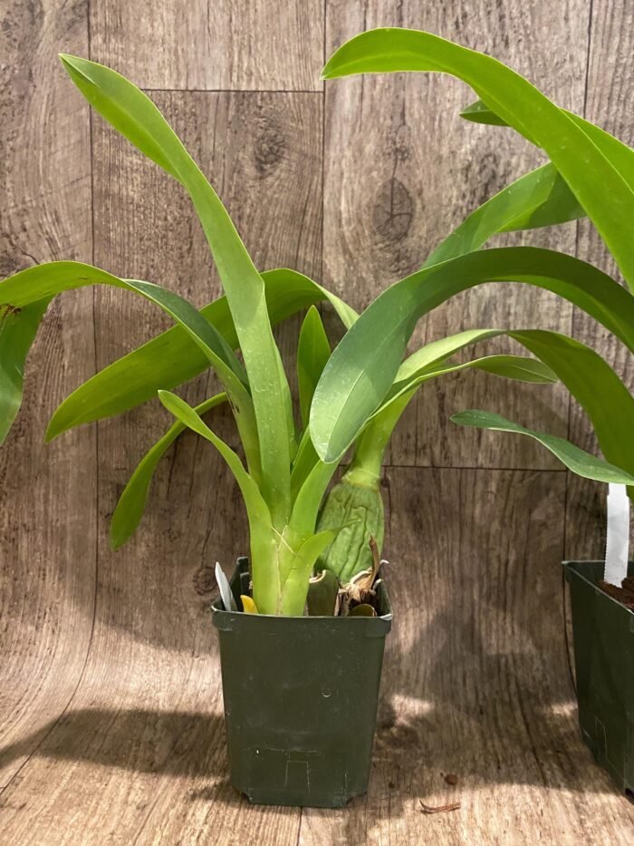 Arthurara Sea Snake ‘Unforgettable’ (3.5” pot) - Image 7