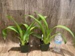 Arthurara Sea Snake ‘Unforgettable’ (3.5” pot) - Image 6