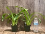Arthurara Sea Snake ‘Unforgettable’ (3.5” pot) - Image 5