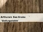 Arthurara Sea Snake ‘Unforgettable’ (3.5” pot) - Image 9