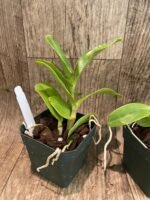 Dendrobium violaceoflavens (3.5” Pot) - Image 5