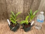 Dendrobium violaceoflavens (3.5” Pot) - Image 3