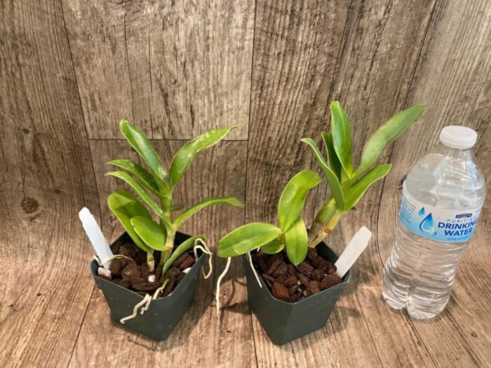 Dendrobium violaceoflavens (3.5” Pot) - Image 3