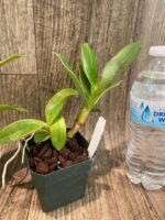 Dendrobium violaceoflavens (3.5” Pot) - Image 6