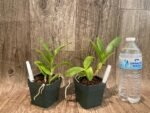 Dendrobium violaceoflavens (3.5” Pot) - Image 4