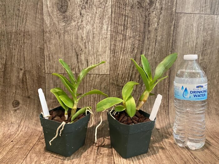 Dendrobium violaceoflavens (3.5” Pot) - Image 4