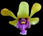 Dendrobium violaceoflavens (3.5” Pot)